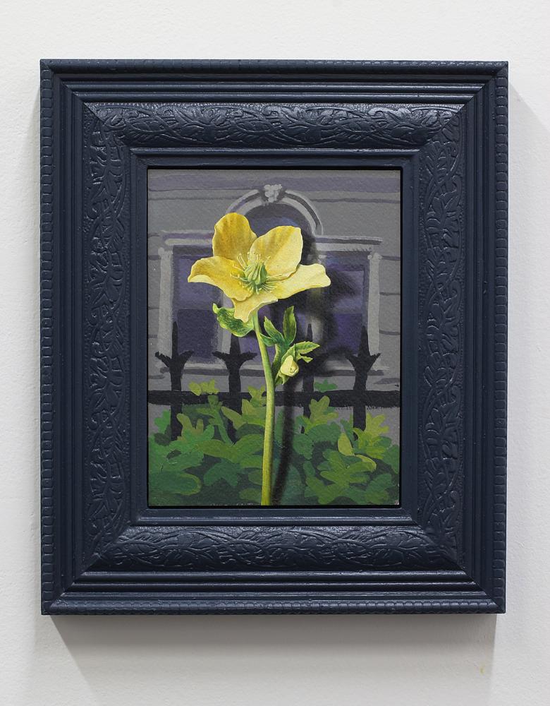 Dear God (Helleborus)