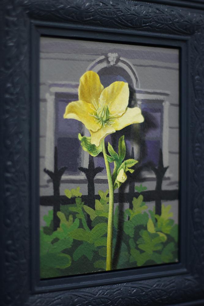 Dear God (Helleborus), Detail